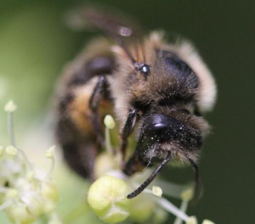 Colletes cunicularius